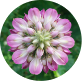 Kudzu Flower ingredient icon