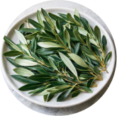 Oleuropein ingredient icon